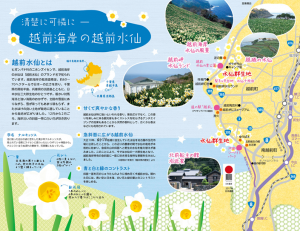 「恋する灯台」越前岬灯台周辺（福井県越前町）で「水仙まつり」開催、灯台の一般公開も実施
