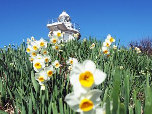 編集長がゆく！　１月末がオススメ！水仙の香りに包まれた六島灯台