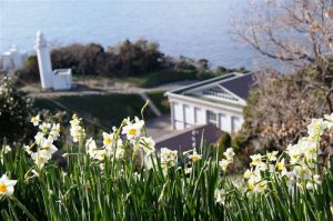 「恋する灯台」とあわせて楽しむ！「越前海岸水仙まつり」開催【福井県越前町　越前岬灯台】