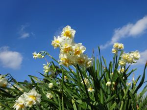 「恋するペア灯台」がお出迎え！「城ヶ島水仙まつり」開催レポート【神奈川県三浦市　安房埼・城ヶ島灯台】