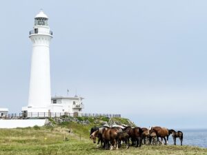 下北半島にたたずむ1876年建造のレンガ造り灯台が重要文化財に【青森県東通村 尻屋埼灯台】